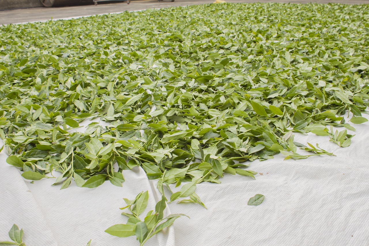 探寻铁观音新茶的上市季节，揭秘茶叶市场的季节律动