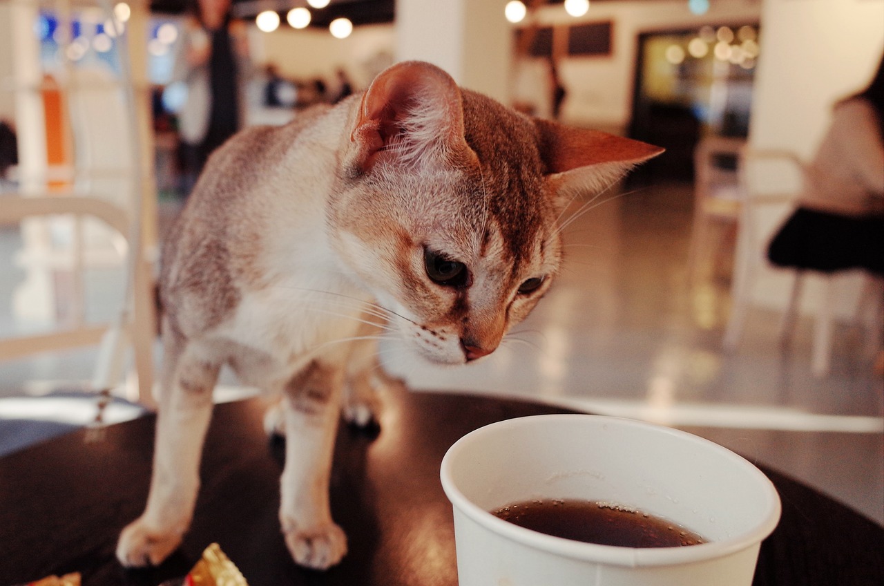 猫与咖啡的温馨邂逅，最新猫咪咖啡馆体验报告