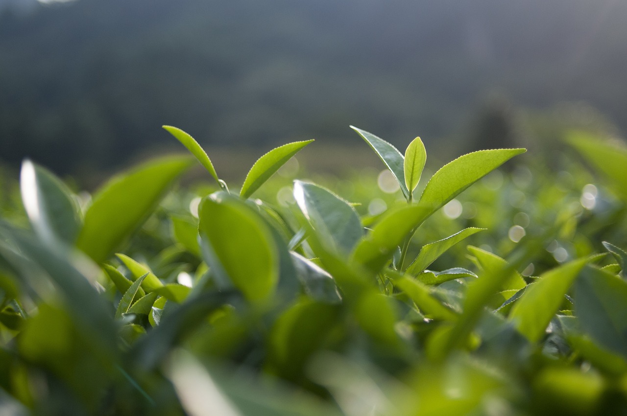 封沙羽 第2页