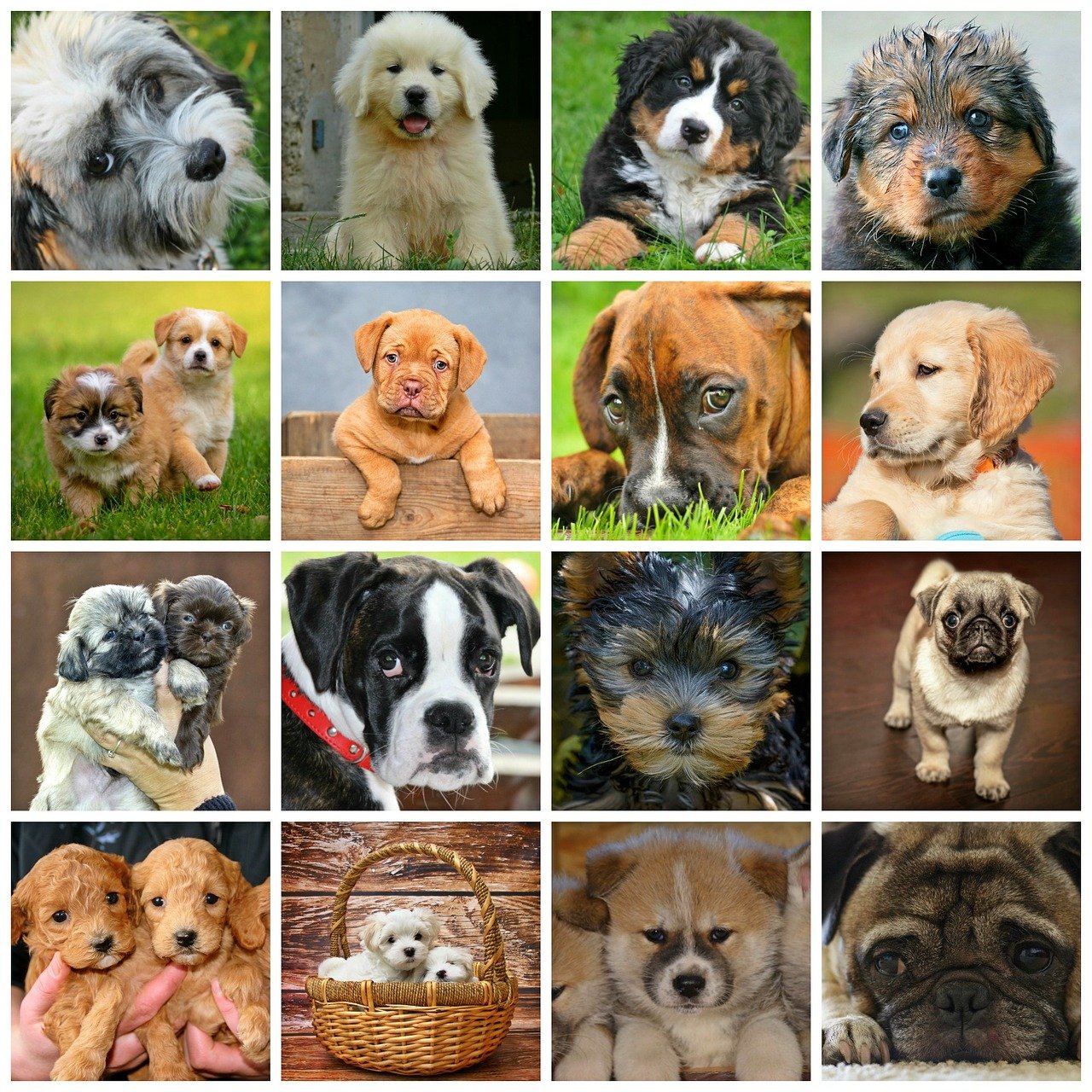 最新格力犬品种详解与介绍